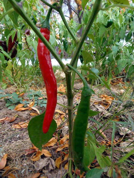 Chile de Arbol